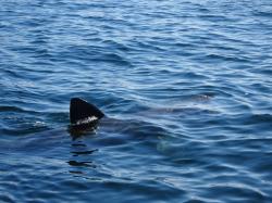 Basking shark: Seen between Rum and Canna, watched 4 of them for 20mins whilst the swam up and  down, feeding with their huge mouths open.