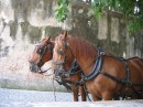 Waiting for a ride around Sintra?