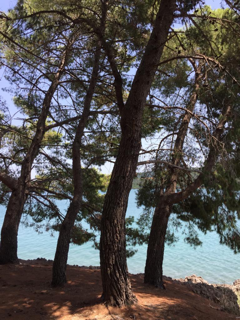 Pine tree walk: After a beautiful walk around this tiny island we swam off the beach in warm, shallow water.  There were loads of sea urchins so it was important to have our swim booties on.