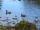 Ducks enjoying the lake at Stourhead