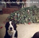 Amusing Christmas scene - what me!