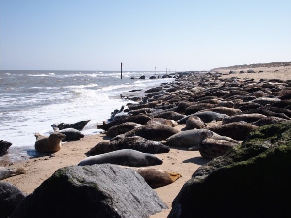April 2013
Seals basking in the first sunny day of the year on the beach at Crinkle Hill, Norfolk