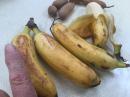 Best little bananas from Dominica