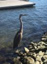 Blue Heron: Standing on the shore