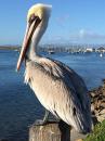 Beautiful pelican at Morro Bay