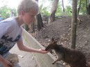 Roo attack...