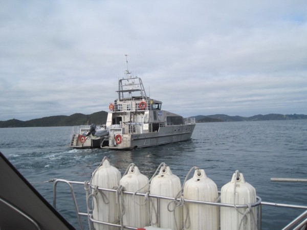 Police Check Bay of Islands
