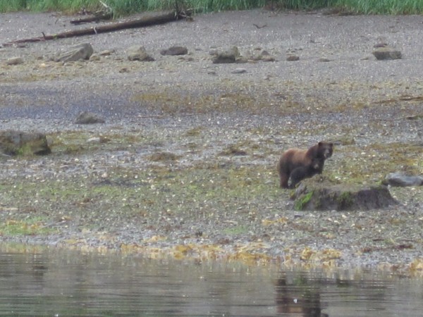 Grizzlies on the shoreline 