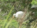 One of the egrets.