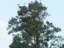 This is just a flowering tree that I needed to capture.