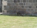 A cat which Mary Margaret tried to befriend but was too scared to approach us.