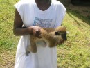 A vervet monkey.