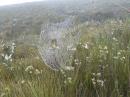 Spider web, Mt Donaldson, Corinna