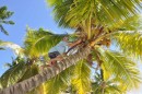 Larry picking coconuts.