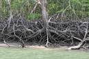 amazing root structures in mangroves