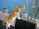 Yes, this cat LIKES the water. She arrived at  the bough of a guests dinghy and promptly jumped on board