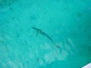 the barracuda hanging around the boat