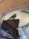 Little Bird: Stayed with us during our trip from Great Sail Cay to Oriental