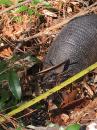 Cumberland Island Armadillo : Just interested in eating.  Totally ignored me.