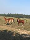 Cumberland Island Horses