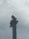 After Beach Church this cat ran up the pole at the volley ball court from a dog