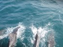 Playful Dolphins off Coast of CAPE HATTERAS, July 27, 2011