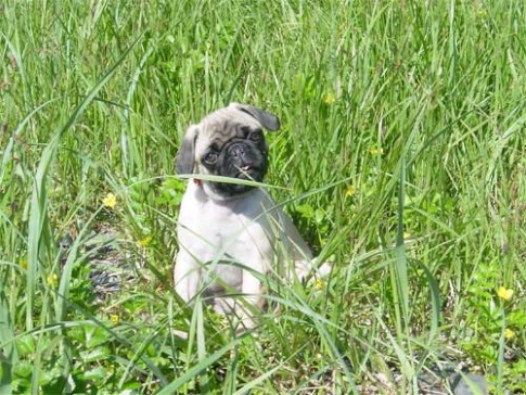 Pugsley-In-the-Grass-Min-01: Pugsley enjoying the picnic at Mink Island!