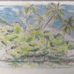 Mangroves and palm trees in Marigot Bay, Saint Lucia.: Color pencils on paper. 