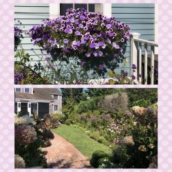 Most houses and buildings in Nantucket have beautiful gardens, with a ton of flowers and exquisite landscaping.