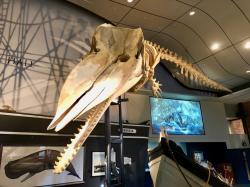 Skeleton of the sperm whale that got beached in Nantucket: "The day before New Year