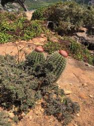 "Great knockers!": Fabulous pair of cacti on the Middle Ground Trail in Antigua.