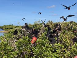 The Frigate Birds Sanctuary in North Barbuda: notice the males and their inflated red chest piece, to attract the females.