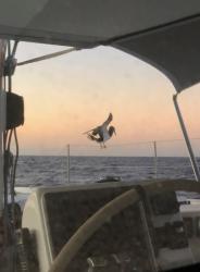 Poor booby! Really did an amazing work at standing on the railings... will it have found its way home?: Off Barbuda, earlier part of passage.