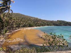 The sargassum in Bequia, gathering towards the beach: You can definitely smell them, but that