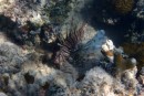 Another lion fish
