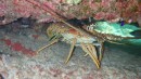Lobster under water