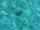 Sea Star under 10 feet of water