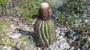 Cactus on Little Ragged