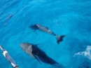 Dolphins surround Blue Bay