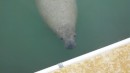 Another pic of the manatee begging for fresh water. 