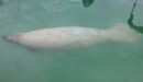 Our first manatee sighting. It came right up to us and hung around for awhile. Big, gentle creatures. Check out the boat prop scarring on its back.