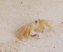 A sand crab caught in mid-scramble for the sea