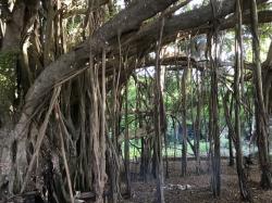 Banyon Tree: great fort right