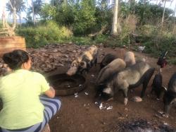 Feeding pigs coconuts