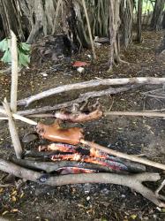 Tongan Feast piglets roasting