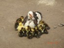 Mother ducks and ducklings at rum distillery