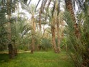 Oasis in the desert -- full of date palms