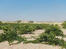 Dry farmed vines