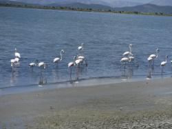 Flamingos on the shore
