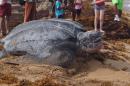 Leatherback on Grande Anse: Leatherback on Grande Anse